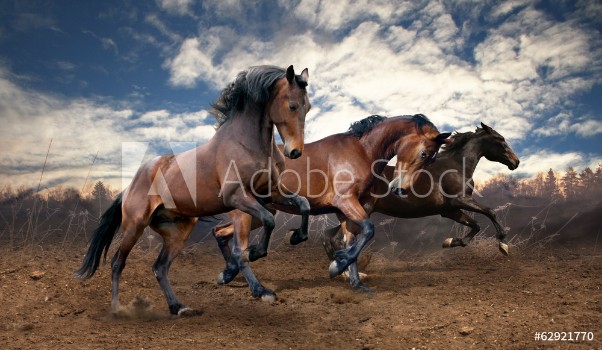 Picture of Wild jump bay horses